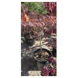 1 -- Red Dragon Japaneese Maple