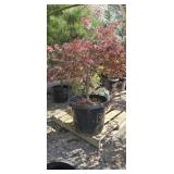 1 -- Acer Palm Red Dragon