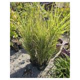4 -- Gold Bar Maiden Grass