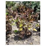 4 -- Miss Kim Dwarf Lilac