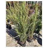 4 -- Gold Bar Maiden Grass