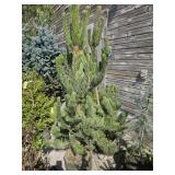 2 -- Oregon Green Pine