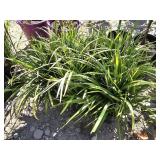 6 -- Liriope Big Blue Perennial