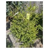 2 -- Oriental Spruce