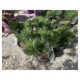 4 -- Mugo Pine