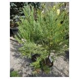 2 -- Giant Sequoia