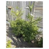 2 -- Oriental Spruce
