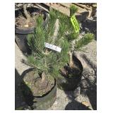 2 -- Bosnian Pine