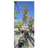 1 -- Red Bartlett Pear