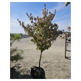 1 -- Scarlet Fire Dogwood