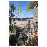 1 -- Evergreen Magnolia