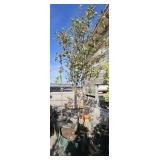 1 -- Bartlett Pear