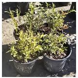 4 -- Lowbush Blueberry