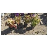 4 -- Orange Torch Barberry