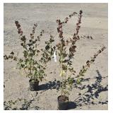 2 -- Pixwell Gooseberry