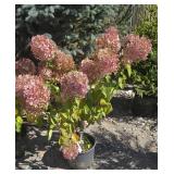 1 -- Phantom Hydrangea