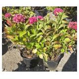 2 -- Love Hydrangea
