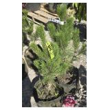 2 -- Bosnian Pine