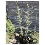2 -- Blue Atlas Cedar