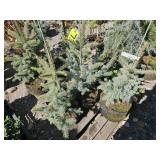 4 -- Colorado Baby Blue Spruce