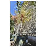 2 -- Crabapple Sugar Tyme