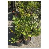 6 -- Compact English Laurel