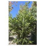 1 -- Siberian Spruce