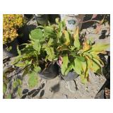 3 -- Queen of Seas Hosta
