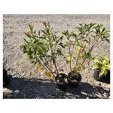 2 -- Firecracker Mountain Laurel