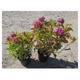 2 -- Berry White Hydrangea