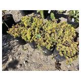 8 -- Lemon Ball Sedum