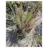 4 -- Scarlet Arrow Little Bluestem