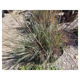 4 -- Scarlet Arrow Little Bluestem