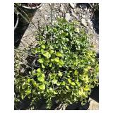 3 -- Bowles Periwinkle