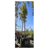 2 -- Maple Armstrong Cilumnar