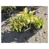 3 -- Dancing Queen Hosta