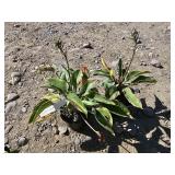 2 -- Assorted Hosta