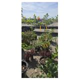 1 -- Five Variety Apple Tree
