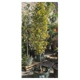 1 -- Hornbeam Pyramidal European