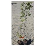 2 -- Hedge Maple
