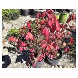2 -- Fire Ball Burning Bush