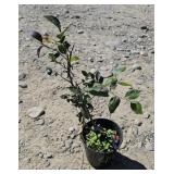 1 -- Blue Gold Blueberry