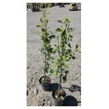 2 -- Maidenhair Tree
