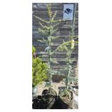 2 -- Blue Atlas Cedar