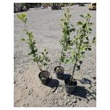 3 -- Maidenhair Tree