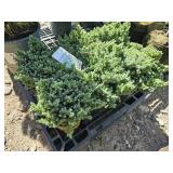 6 -- Blue Star Juniper