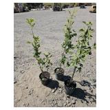 3 -- Maidenhair Tree