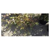 2 -- Purpleleaf Wintercreeper