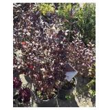 2 -- Very Fine Wine Shrub