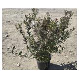1 -- Henry Waterer Spirea
